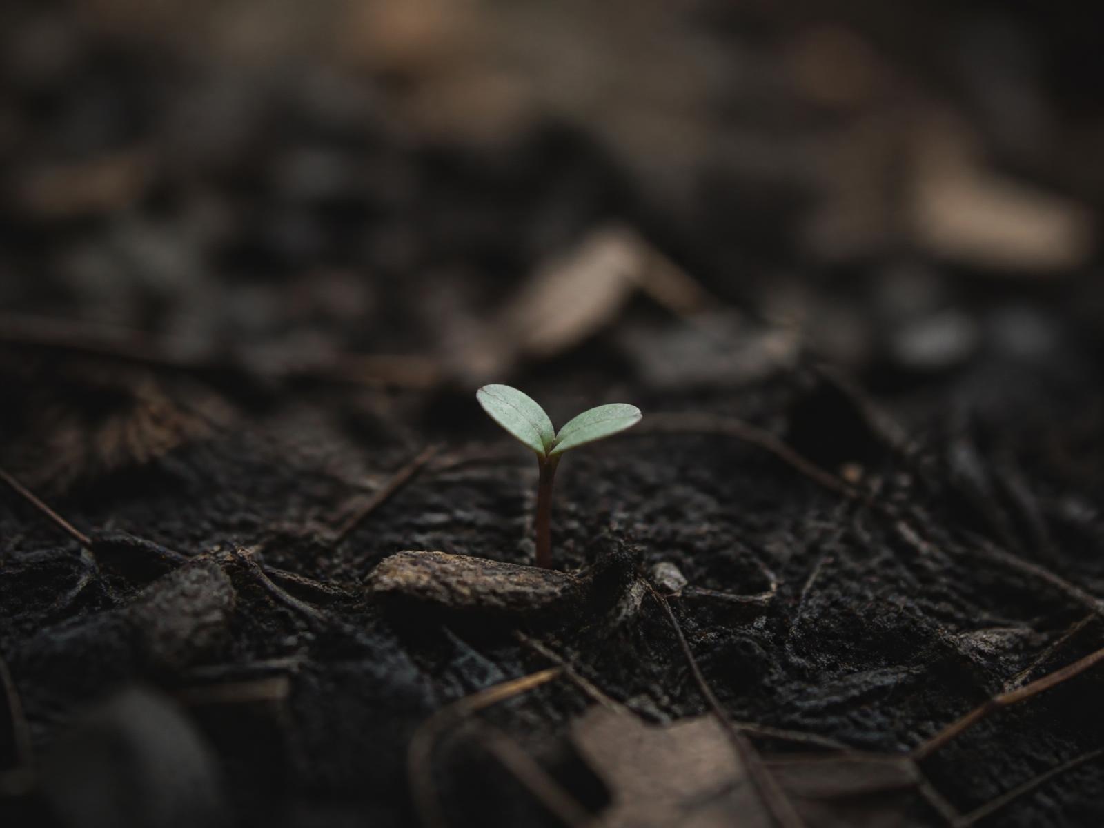 A single seedling breaking through dark soil