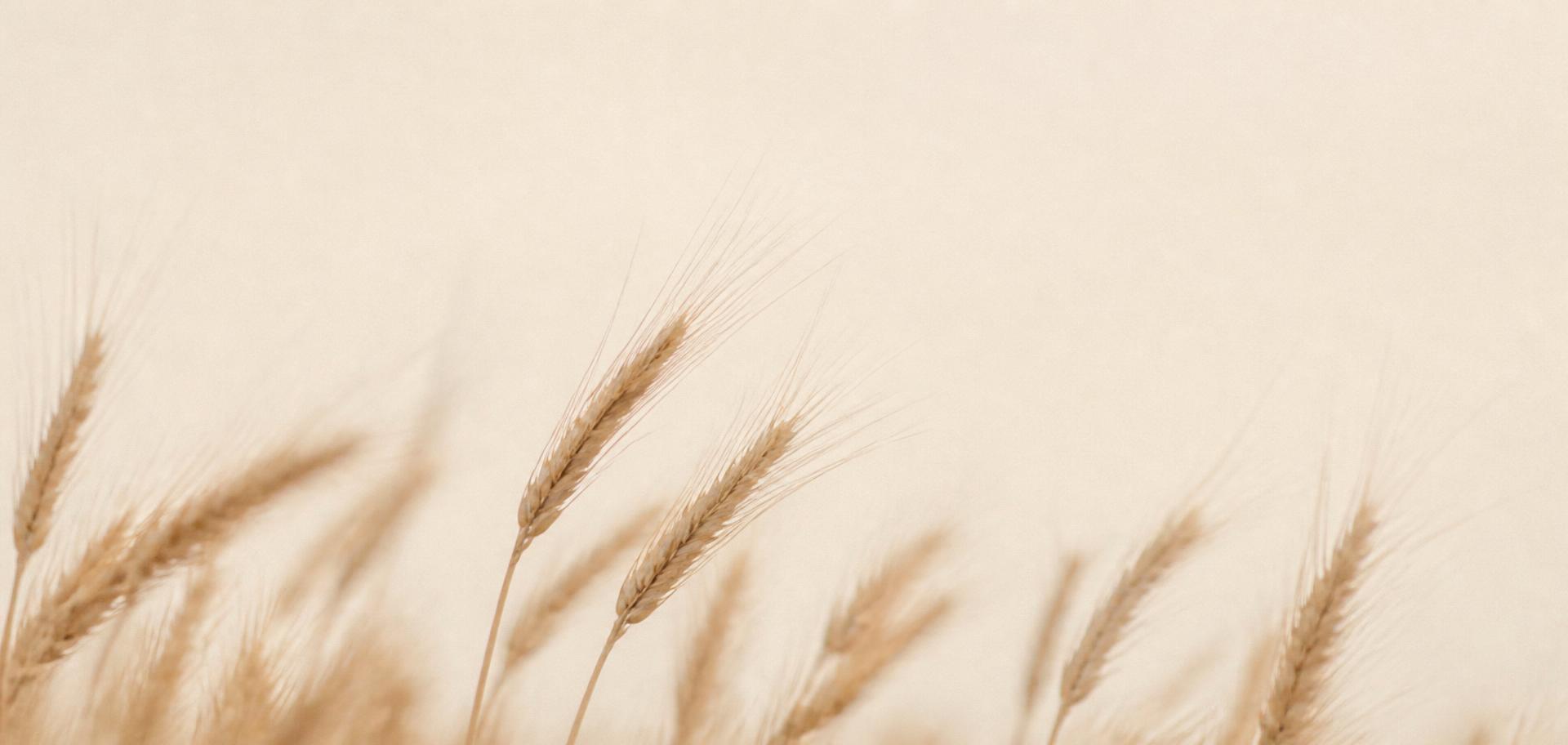Golden wheat against a pale sky